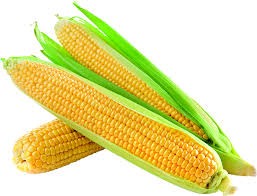 Corn | મકાઈ | मकई