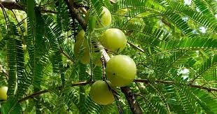 Amla | આમળા | अमला