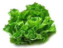 Lettuce | લેટીસ | सलाद