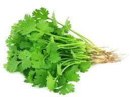 Coriander Leaves | ધાણા | धनिया