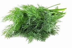 Dill Leaves | સુવા ની ભાજી | सोआ